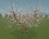 GP*Wedding Tree Sakura