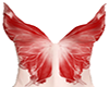 Butterfly bra top