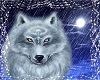 Wolf  Picture