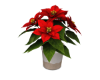 Classic Poinsettia Plant