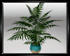Plant Chamaedorea