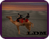 [LDM]Kasbah Camel Ride