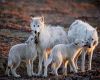 Wolf family 1