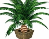 Witchy's Pine Palm