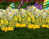 Daffodils Patch