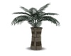 Palm in Stone Planter
