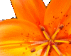 Large Orange Lily