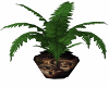 Brown Wolf Potted Fern