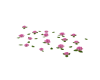 roos flor flotannte rosa