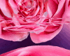 rose embraces