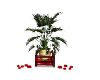 Planter Candle red black