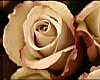 rose mauve