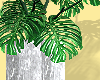 x. Monstera