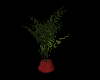 Palmera Plant