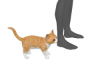 animated kitten