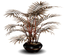 lux plant brown