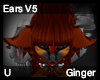 Ginger Ears V5