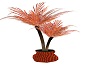 Night Wish Orange Palm