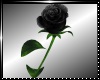 *R*Black single rose I