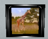 Giraffe Picture