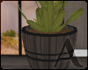 ! az cactus plant