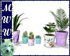 Mixed Potted Plants