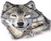 Wolf Wall Decal