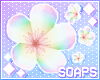 +Body Sakura Rainbow