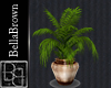 BB Plant SERENITY