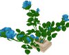 S~Los Blue Roses 1