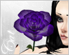 Cat| Purple Rose Hand