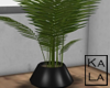!A Palmera Plant