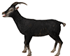 Animated Goat