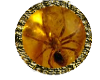 Amber Spider