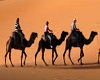 CAMELS IN  DESERT