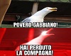 Povero gabbiano