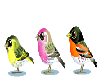 Little Animated Birds