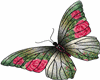 l'Olympe butterfly