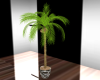 Plant - Coconut Palm