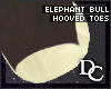 ~DC)Elephant Bull H.Toes