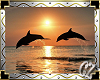 *CZ* Dolphin Sunset Pic