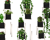 Plants set