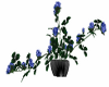 Blue Rose Pot Plant