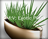 .LDs. :I:  Exotic Plant