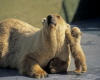 Polar Bear Baby & Parent