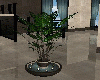 [D] Livings Plant