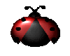 ladybug2 animated