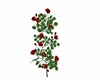 Red Roses Branch