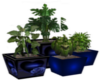 blue pot plants