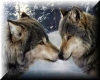 (Tess)Wolves